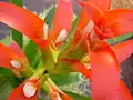 Guzmania wittmackii-Hybride, Züchter Corn. Bak, Ausschnitt des Blütenstandes.