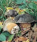 Bronzeröhrling, Pilz des Jahres