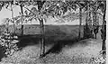 Weigelienblüten (Federzeichnung, 1912)