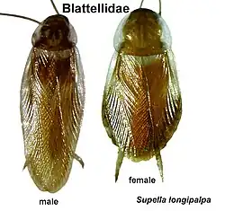 Die Braunbandschabe (Supella longipalpa) stammt aus Afrika und ist sehr wärmebedürftig. In Mitteleuropa kommt sie nur in warmen Gegenden vor und fehlt sonst.