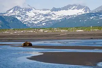 Braunbär in der Hallo Bay