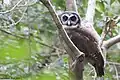 Malaienkauz (Strix leptogrammica)