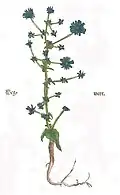 Otto Brunfels 1532