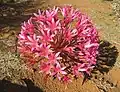 Brunsvigia bosmaniae[11]