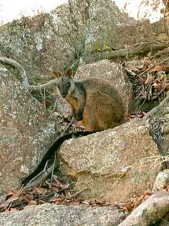 Der Nationalpark beherbergt die größte Population des Bürstenschwanz-Felskängurus
