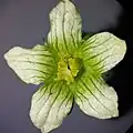 Männliche Blüte