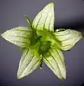 Weibliche Blüte (ungefähr doppelt so stark vergrößert wie männliche Blüte)