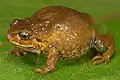 Bryophryne bustamantei