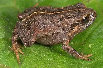 Bryophryne gymnotis