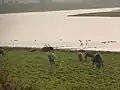 Kaziranga ist eine der letzten Hochburgen der wilden Wasserbüffel
