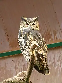 Kapuhu (Bubo capensis)