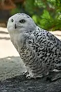 Schneeeule
