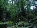 Budawangs subtropischer Regenwald