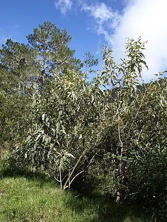 Valle Nuevo National Park (2010)