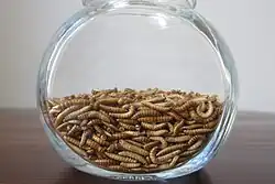 Glänzendschwarzer Getreideschimmelkäfer (Alphitobius diaperinus) im Larvenstadium