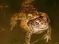 Kreuzkrötenpaar in Amplexus