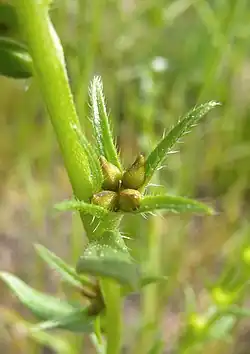 Klausenfrucht der Acker-Rindszunge