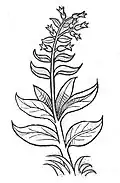 Buglossum. Hortus sanitatis. Mainz 1491
