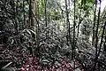 Dschungel nahe Bukit Lawang
