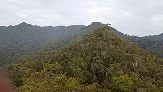 Bukit Pagon (2019)