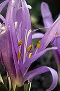 Nahaufnahme der Blüte