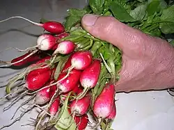 Radieschen