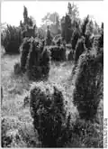 Wacholderheide nahe dem Spukloch (1990)