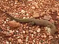 Stachelschwanzwaran (Varanus acanthurus)