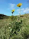 Das Rindsauge (Buphthalmum salicifolium) ist ein kalksteter Bewohner von Magerrasen.[8]