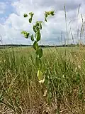 Das kalkliebende Durchwachs-Hasenohr (Bupleurum rotundifolium) ist in Österreich stark gefährdet.[10]