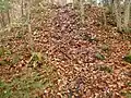 Burgruine Wildeneck: überwucherter Mauerzug