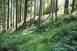 Bild 6: Der nördliche Abraumhügel von Westen (2010)