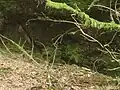Burgstall Kammermaier: Torbogen