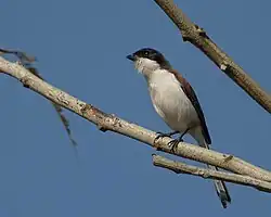 Burmawürger (Lanius collurioides)