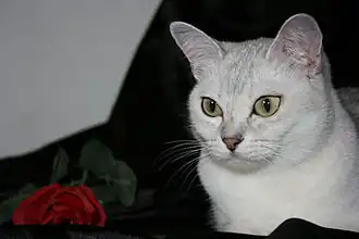 Burmilla