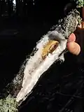 Ein Beispiel für die hydraulische Kraft des kapillaren Gefrierens