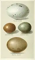 Eier der Kappentrappe im Vergleich zu den kleineren Eiern der Flaggentrappe