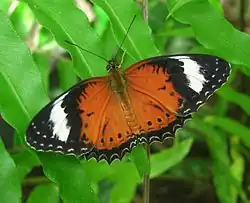 Cethosia cydippe