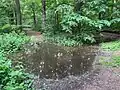 Der Butzbach versiegt im Bieselwald