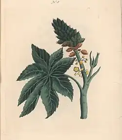 Castor