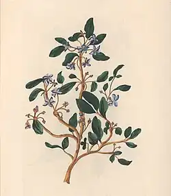 Guaiacum