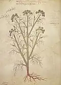 Stratiotes chiliophyllos Wiener Dioskurides 6. Jh.