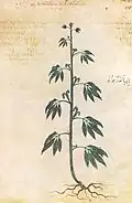 Wiener Dioskurides 6. Jh. eupatorion
