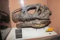 Original Raubsaurierschädel eines Allosaurus