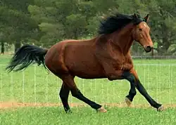 Eine Kreuzung zwischen Cleveland Bay und Holsteiner. Das Resultat wird dann als Cleveland Bay Sporthorse bezeichnet.