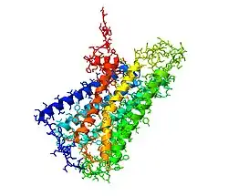 Cannabinoid-Rezeptor 1