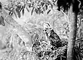 Älterer Nestling mit aufgestellter Haube