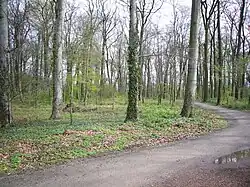 Quantelholz