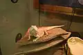 Streifenköpfige Bartagame (Pogona vitticeps)