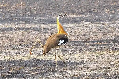 Männchen